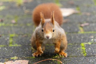 Eurasian red squirrel (Sciurus vulgaris) jumping, wildlife, Germany, Europe