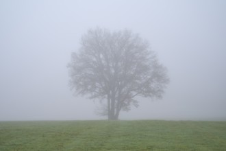 Meadow with tree on foggy morning, Kreuzwertheim, Spessart, Bavaria, Germany, Europe