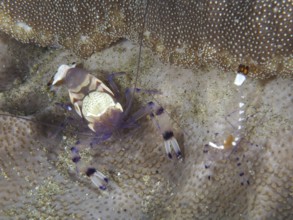 Two specimens of peacock-eyed glass anemone shrimp (Ancylocaris brevicarpalis) on a carpet anemone,