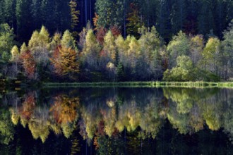 Trees reflected in the Sankenbachsee, Karsee, autumn, near Baiersbronn, Freudenstadt district,