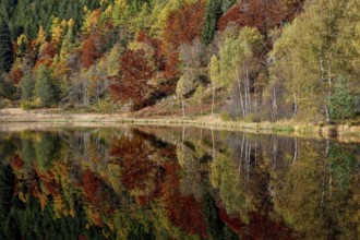 Trees reflected in the Sankenbachsee, Karsee, autumn, near Baiersbronn, Freudenstadt district,