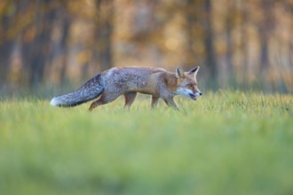 Red Fox (vulpes vulpes), running in meadow at autumn