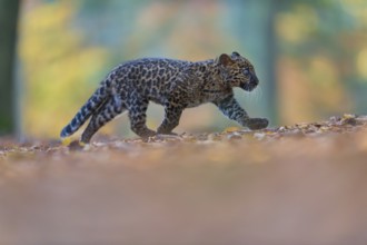 Indian leopard (Panthera pardus fusca), young animal running in forest