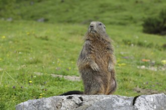 Alpine marmot (Marmota marmota), alert sentinel standing on a stone on an alpine pasture,