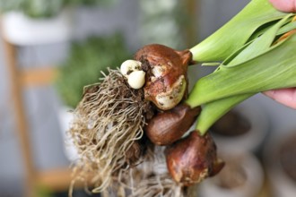 Large tulip flower bulbs with small offset bulbs used for plant propagation