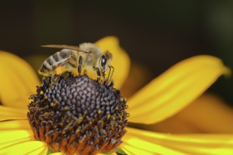 Honey bee (Apis mellifera) collecting nectar from a flower of yellow coneflower (Echinacea