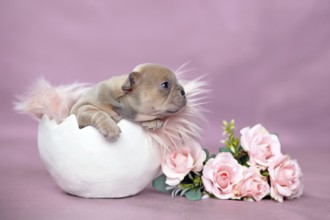 Tiny French Bulldog dog puppy hatching out of egg shell next to roses on pink background