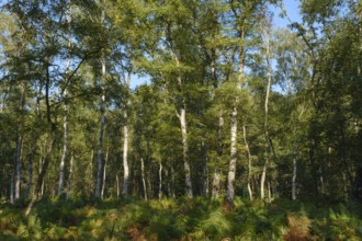 Ferns in the birch forest, nature reserve, North Rhine-Westphalia, Germany, Europe