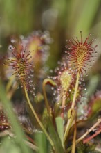 Oblong-leaved sundew (Drosera intermedia), carnivorous plant in a bog, North Rhine-Westphalia,