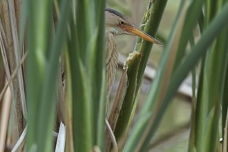 Little Bittern (Ixobrychus minutus), study in the biotope, Middle Elbe Biosphere Reserve,