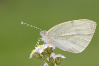 Cabbage butterfly (Pieris brassicae), North Rhine-Westphalia, Germany, Europe