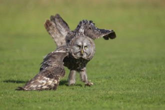 Great grey owl (Strix nebulosa) adult bird on a grass field, England, United Kingdom, Captive,