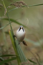 Bearded tit (Panurus biarmicus) or reedling adult male bird on a Common reed seed head, Norfolk,