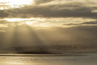 Red knot (Calidris canutus) adult birds flying in a flock at sunset, Norfolk, England, United