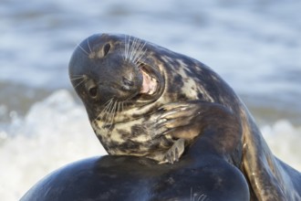 Grey (Halichoerus grypus) seal two adult animals playing in the surf of the sea, Norfolk, England,