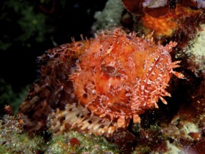 Portrait of Red Scorpionfish (Scorpaena scrofa), sea sow, dive site Cap de Creus Marine Reserve,