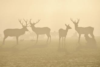 Red deer (Cervus elaphus) in rut, male and female, captive, morning mood, Rhodes, Département