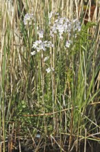 Meadow foamwort (Cardamine pratensis), flowers, medicinal plant, edible plant, cruciferous plant,