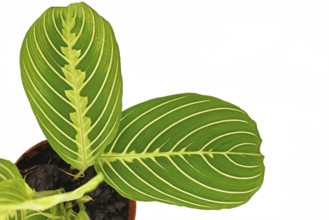 Close up of exotic green veined 'Maranta Leuconeura Lemon Lime' houseplant leaf on white background