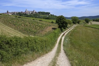 Hikers on the way to Vézelay, Yonne department, Bourgogne-Franche-Comté region, Burgundy, France,