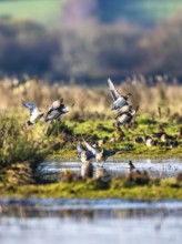 Eurasian Wigeon (Mareca penelope), birds in flight over Marshes at winter time