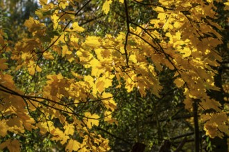 Autumn time, trees and foliage in the park, Berlin, Germany, Europe