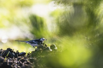 White Wagtail (Motacilla alba) bird in environment