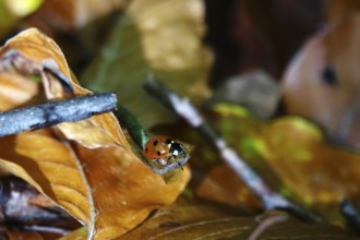 Ladybirds in autumn, Germany, Europe