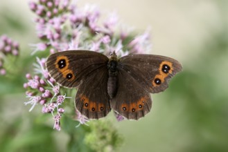 Scotch argus (Erebia aethiops), in the Almbachklamm, Ettenberg, Berchtesgaden, Bavaria, Germany,