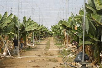 Banana plantation, Gáldar, Las Palmas Province, Gran Canaria, Canary Islands, Spain, Europe