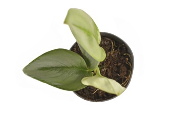 Small tropical 'Scindapsus Treubii Moonligh' houseplant in flower pot on white background