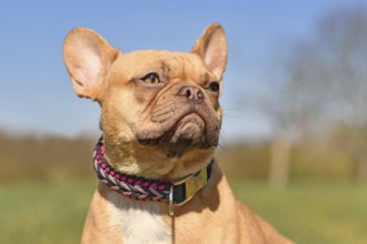 Portrait of red French Bulldog dog wearing a handmade paracord string collar