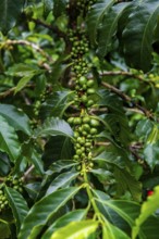 Coffee bushes and beans, Coffee farm Hacienda Venecia, Zona Cafetera, Colombia, South America