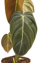 Close up of leaf of tropical 'Philodendron Melanochrysum' houseplant on white background