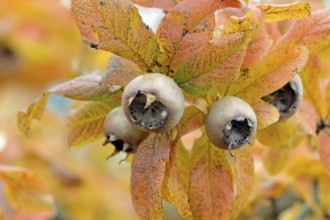 Common medlar (Mespilus germanica), branch with fruit, Moselle, Rhineland-Palatinate, Germany,