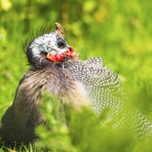 Portrait of Helmeted Guinea Fowl (Numida meleagris)