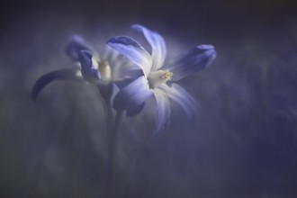 Blue lucile's glory-of-the-snow (Chionodoxa luciliae) of the common star hyacinth, naturalised in a