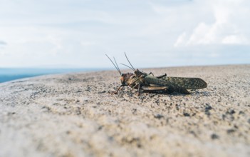 View of two crickets mating. Close up of two crickets mating, Two grasshoppers mating. Insect