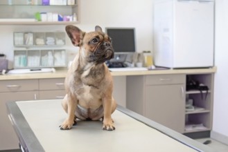 Dog at vet, young female French Bulldog sitting on examination table at veterinary practice clinic