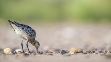 Black-tailed Godwit (Limosa limosa), birds feeding on the beach at low tide