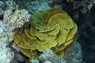 Yellow scroll coral (Turbinaria reniformis), Dive site House Reef, Mangrove Bay, El Quesir, Egypt,