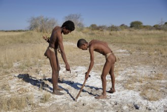 Bushmen of the Ju/' Hoansi-San hunting, read tracks, village //Xa/oba, near Tsumkwe, Otjozondjupa