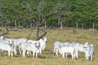 Indo-Brazil Zebu Cows in the Serra da Canastra, Sao Roque das Minas, Minas Gerais state, Brazil,