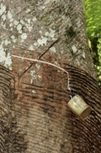 Rubber harvest on an Hevea tree, Amazon state, Brazil, South America