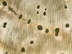 Holm Oaks (Quercus ilex) in a field, aerial view, drone shot, Almería province, Andalusia, Spain,