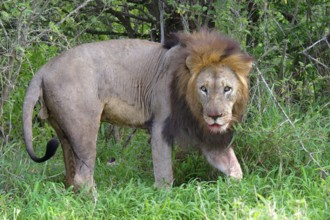 Male Lion (Panthera leo) walking in the bush, Kwazulu Natal Province, South Africa, Africa