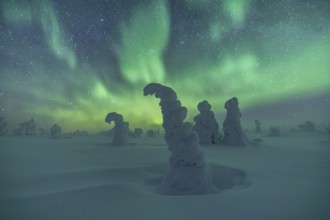 Northern Lights over Snowed-in Trees, Winter Landscape, Riisitunturi National Park, Posio, Lapland,