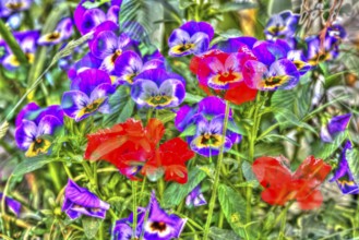 Large-flowered field pansy, viola (plant) (Viola), poppy (Papaver), red and purple flowers