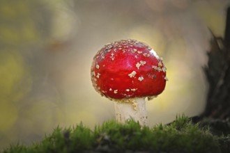 Fly agaric (Amanita muscaria), Schleswig-Holstein, Germany, Europe