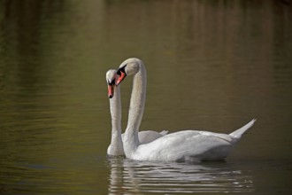 Mute swan, (Cygnus olor), adult, pair, in water, courting, courtship in spring, Mannheim, Germany,